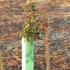 2015.11.26 Planted and rabbit-proofed. Cambridge Tree Trust